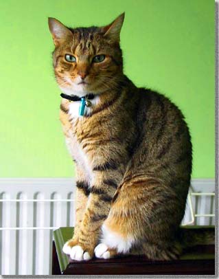 凛々しい風情のドゥーゴル